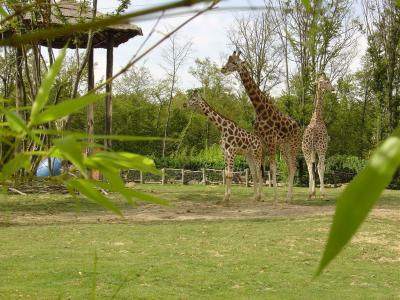 Plaine africaine - 2004