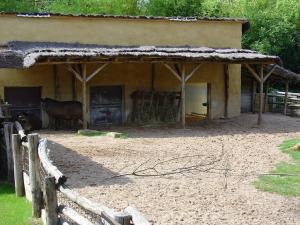 Tapir terrestre