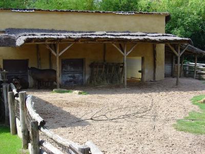 Tapir terrestre - 2004