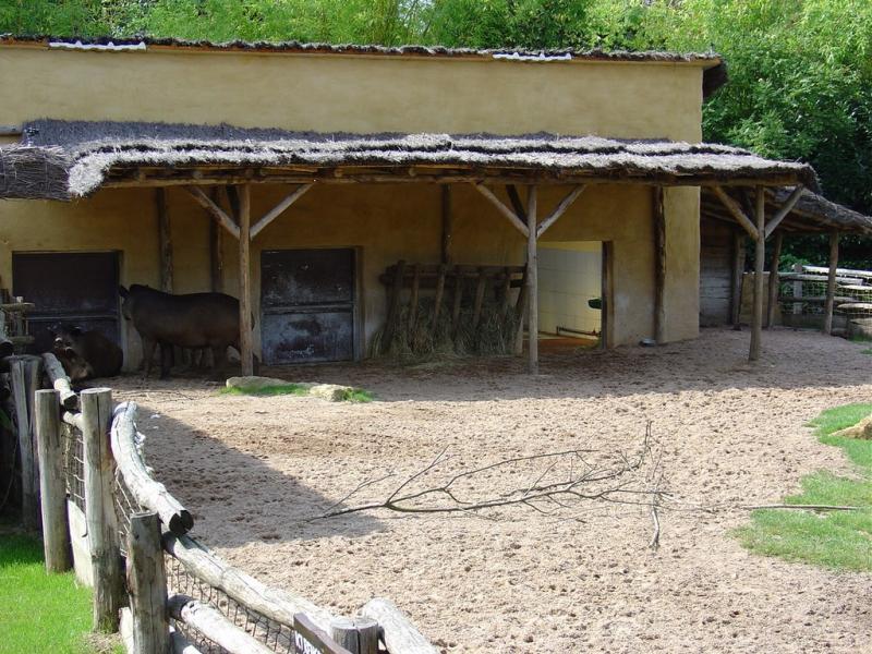 Tapir terrestre
