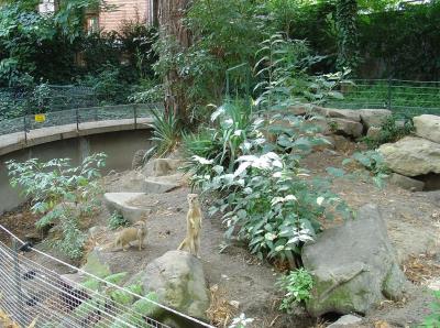 Mangouste jaune - 2006