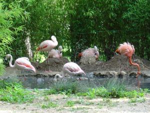 Flamant rose