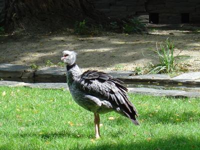 Kamichi à collier - 2006