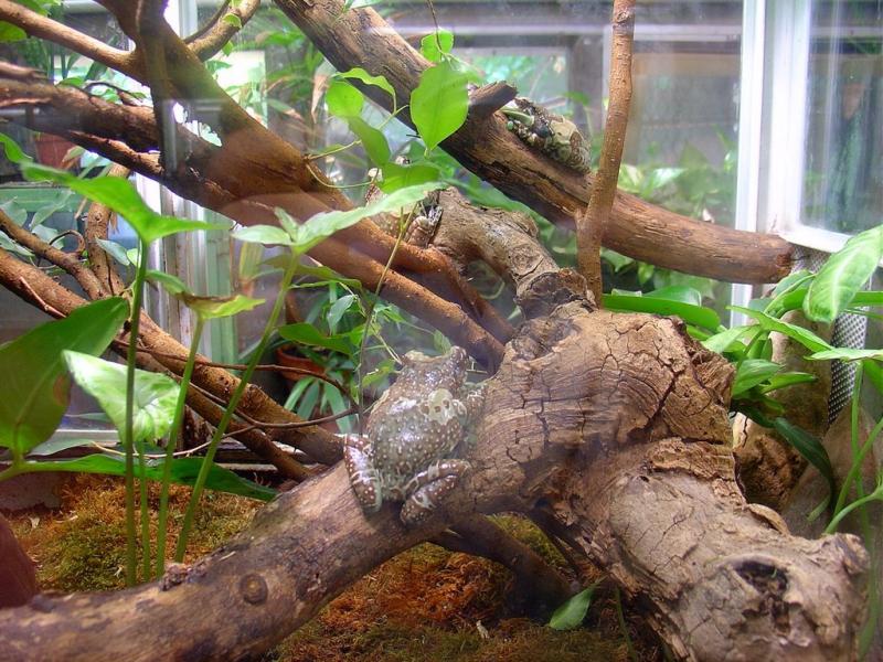 Phrynohyas resinifictrix