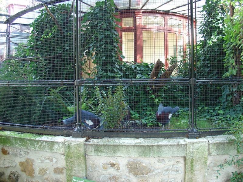Goura couronnée