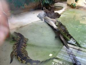 Crocodile du Nil