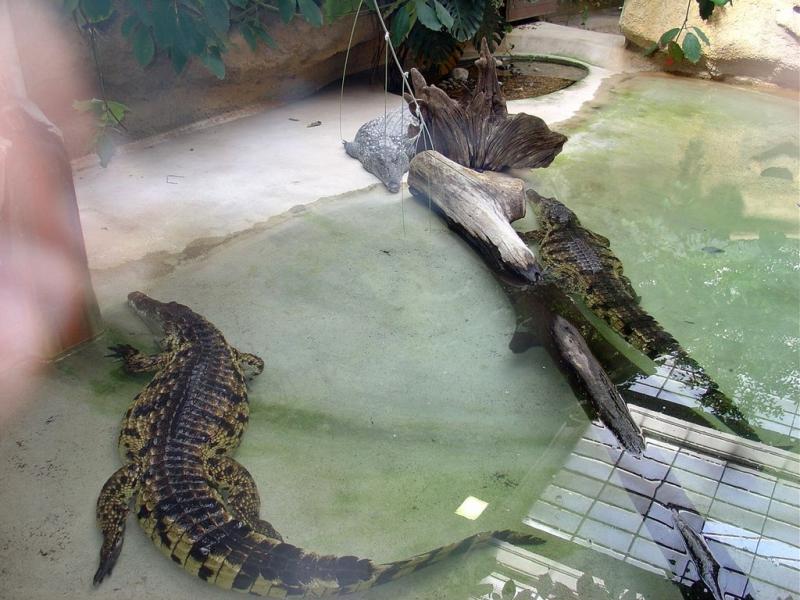 Crocodile du Nil