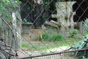Dik-dik de Kirc