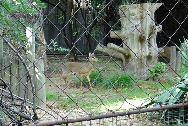 Dik-dik de Kirc
