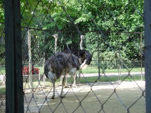 Autruche