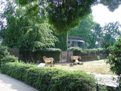 Cheval de Przewalski - 2006