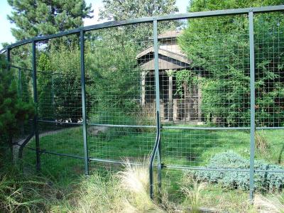 Renard corsac - 2006