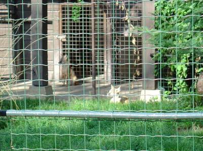 Renard corsac - 2006