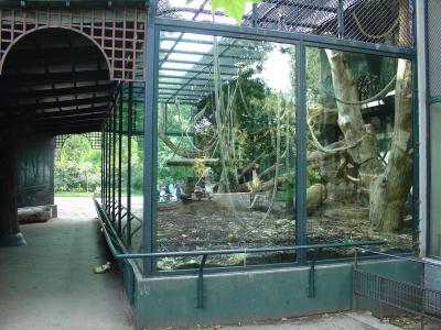 Orang-Outan de Bornéo - 2006