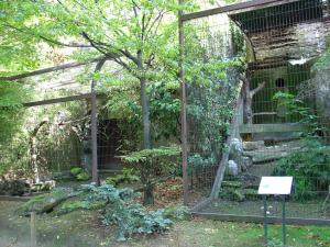 Harfang des neiges