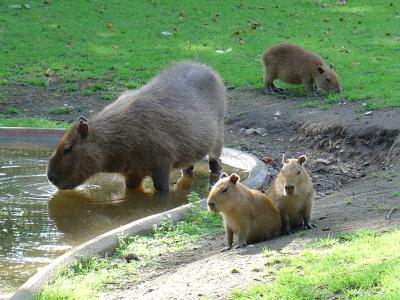 Capybara - 2006