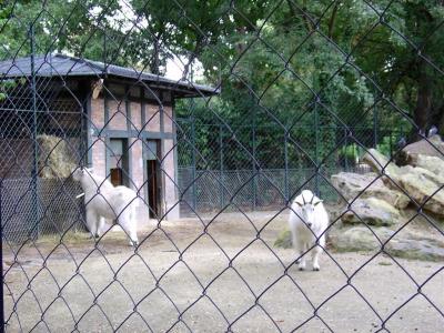 Chèvre des montagnes rocheuses - 2006