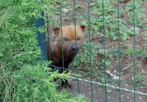Chien des buissons