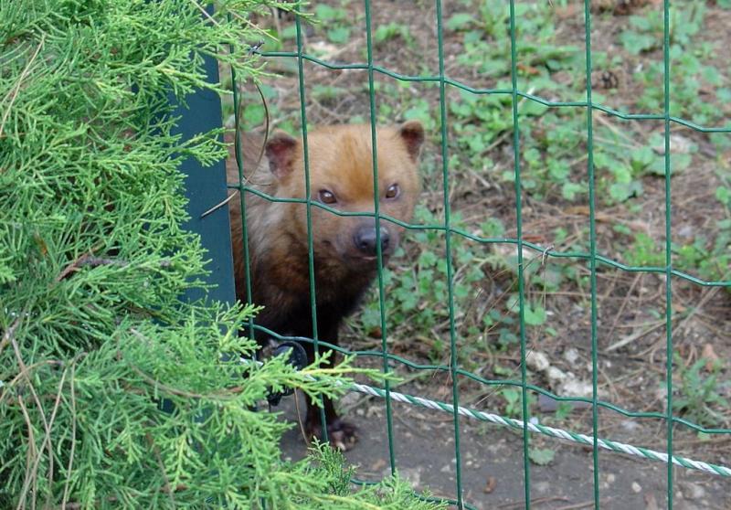 Chien des buissons