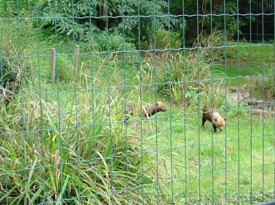 Chien des buissons - 2006