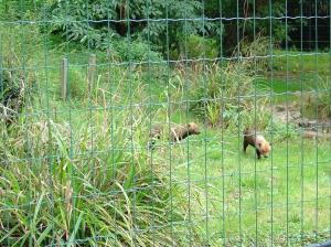 Chien des buissons
