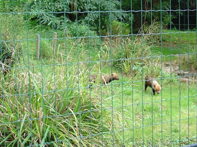 Chien des buissons