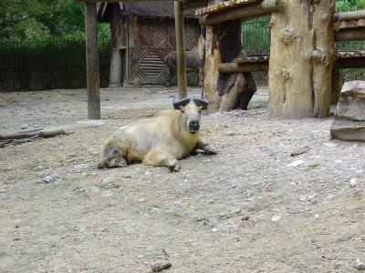 Takin du Sichuan - 2006