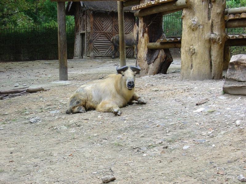 Takin du Sichuan
