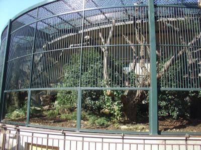 Panthère de Chine - 2006