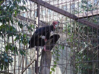 Vautour de Pondichéry - 2006