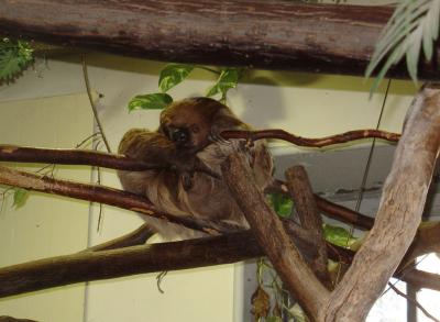 Paresseux à deux doigts - 2006