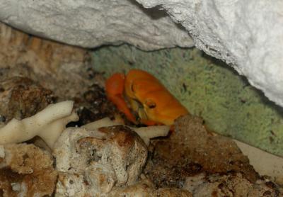 Crabe de Clipperton - 2006