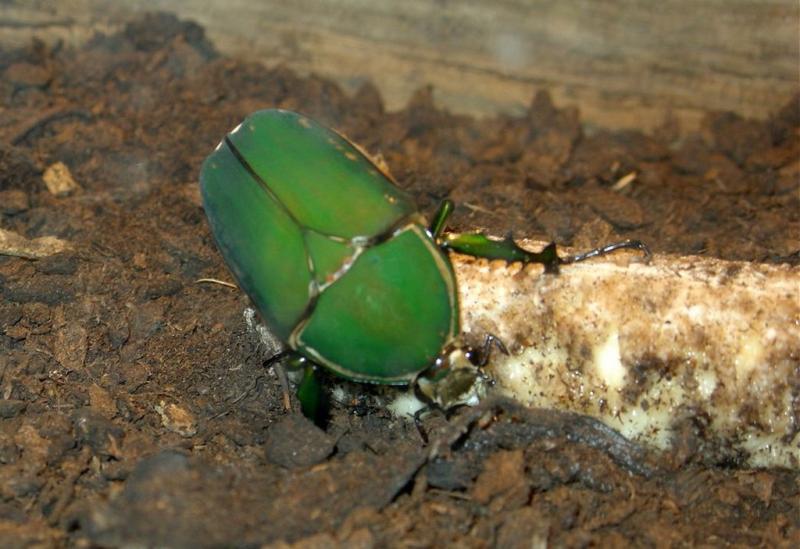 Grande cétoine verte