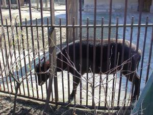 Anoa