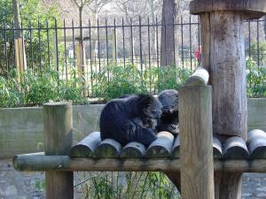 Binturong