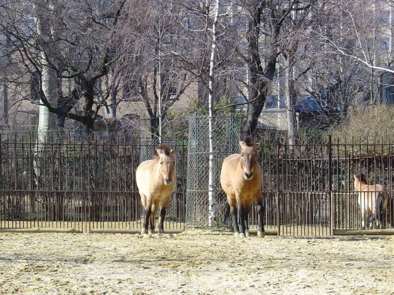 Cheval de Przewalski