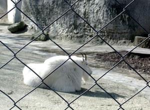 Chèvre des montagnes rocheuses