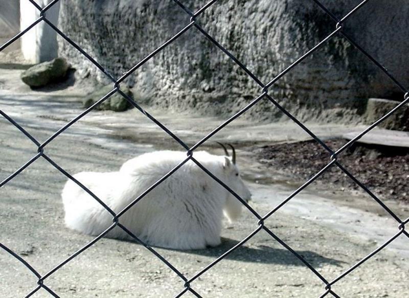 Chèvre des montagnes rocheuses