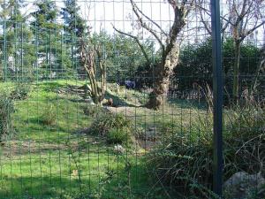Chien des buissons