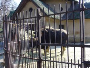 Gaur