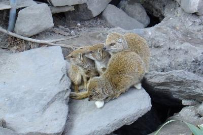 Mangouste jaune - 2006