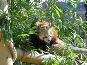 Panda roux