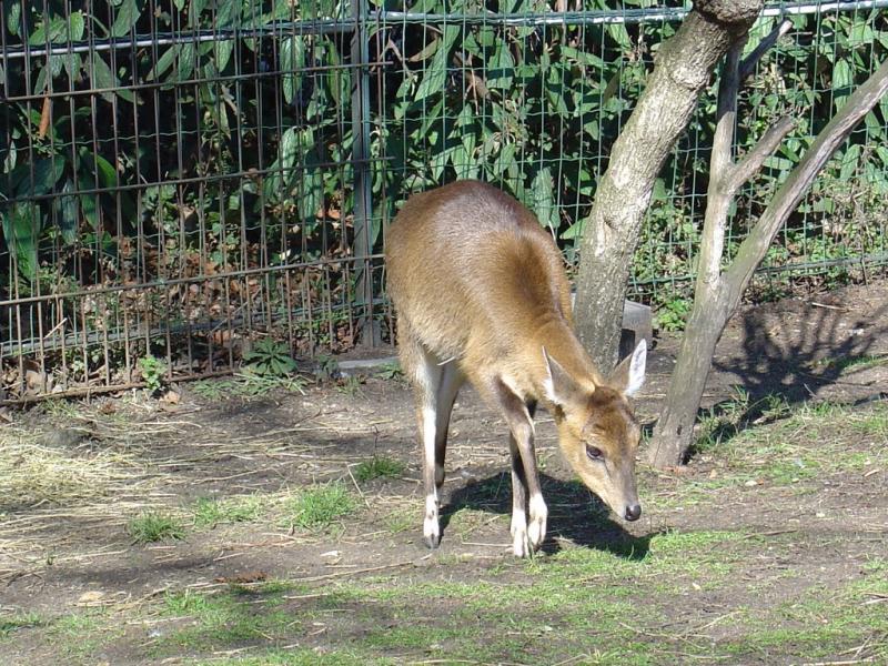 Tétracère