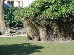 Wallaby de Bennett