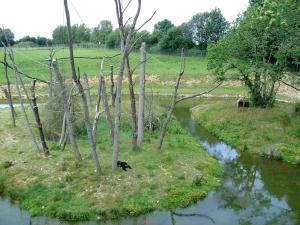 Siamang