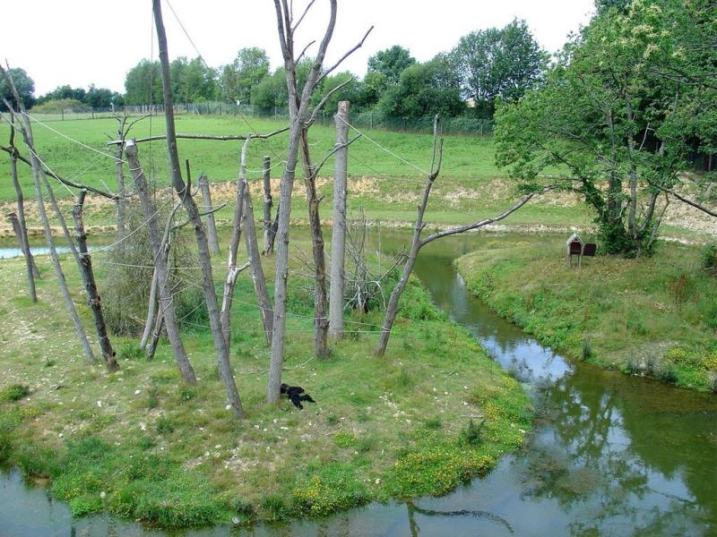 Siamang