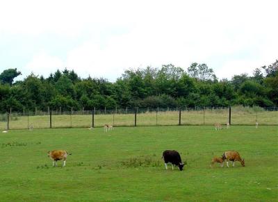Banteng - Cervicapre - 2004