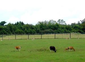 Banteng - Cervicapre