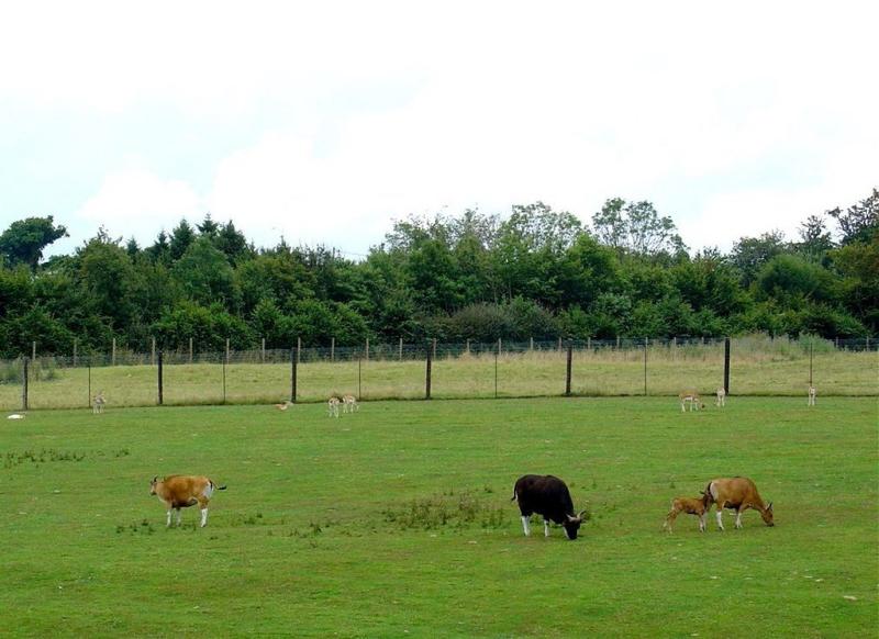 Banteng - Cervicapre