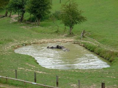 Rhinocéros indien - 2004